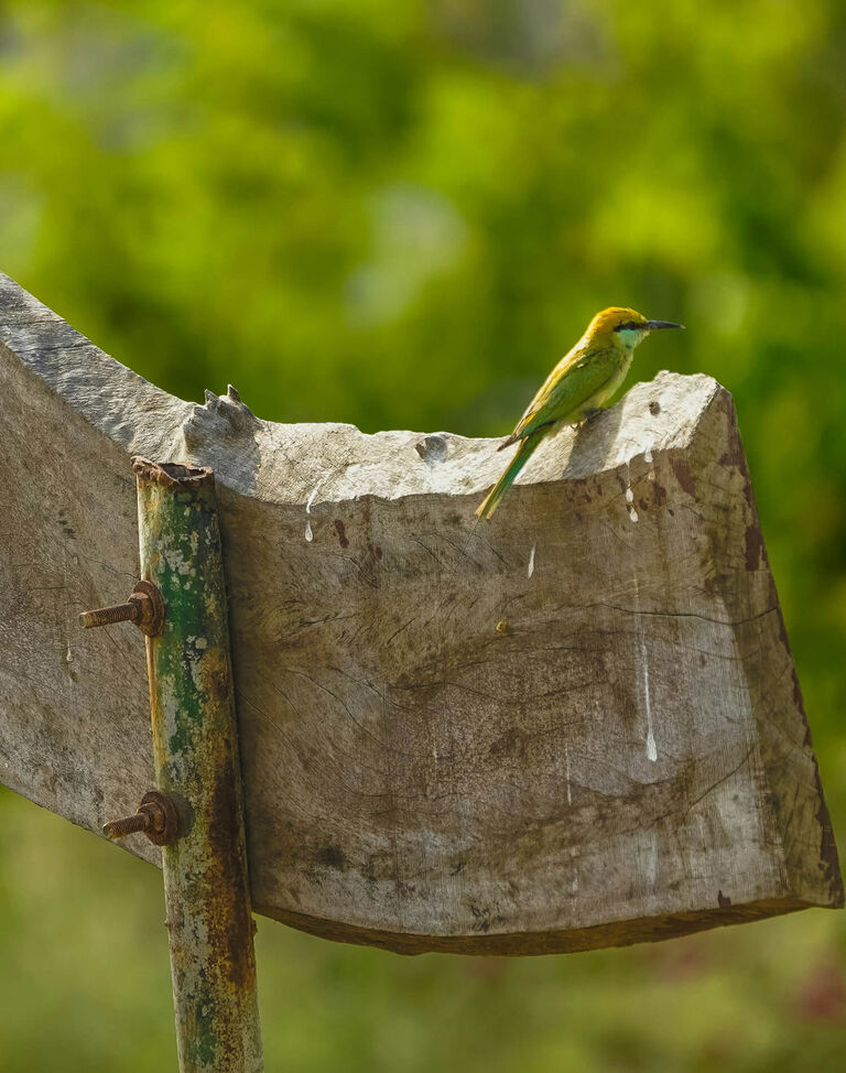 A humming bird perched on wood.