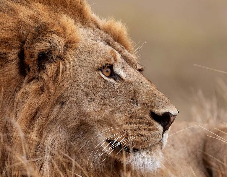 Thrilling Performance