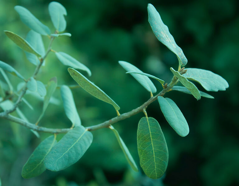 Water, trees, and a snowy mountain peak